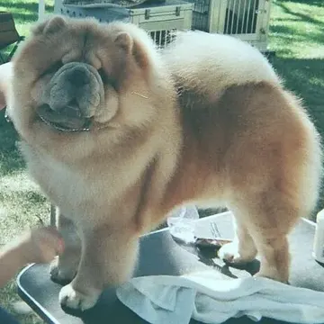 A fully groomed cream Chow Chow on a grooming table