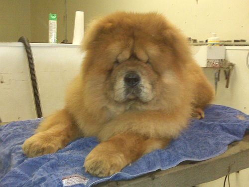 A red Chow Chow lounging on a blue towel on the grooming table