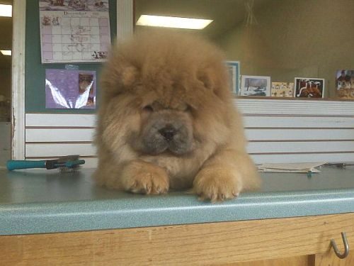 A fluffy Chow Chow resting its paws on the salon's front counter