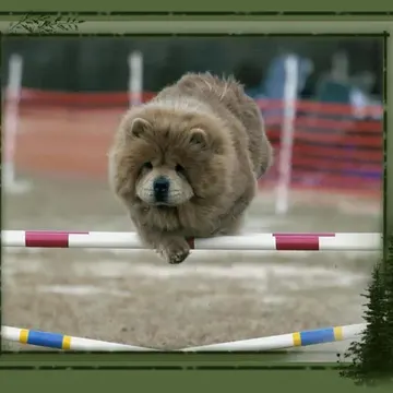 A Chow Chow mid-leap over an agility jump