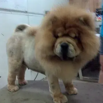 Chow Chow with a lion cut, front view