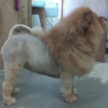 Chow Chow with a lion cut, side view