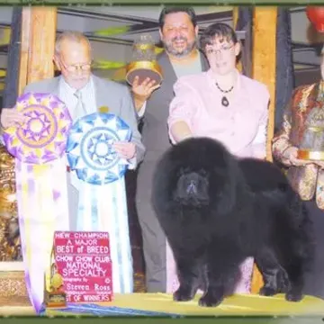 A black Chow Chow with Best of Breed rosettes at the National Specialty