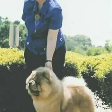 Amy stacking a cream Chow Chow champion on the grass