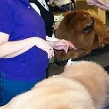 Amy grooming a Chow Chow backstage at the Westminster Kennel Club show