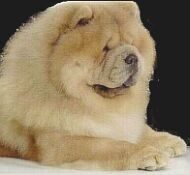 A fluffy cream Chow Chow puppy lying down