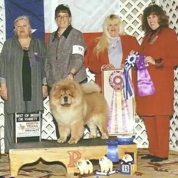 A cream Chow Chow posing on the winner's podium with ribbons