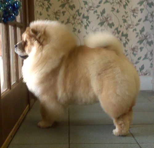 A freshly groomed cream Chow Chow standing proudly in the salon