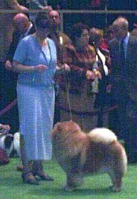 Amy Young handling a red Chow Chow in the ring at Westminster