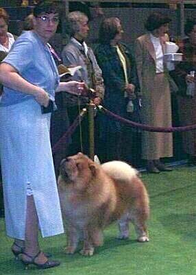 Amy gaiting a Chow Chow at Westminster