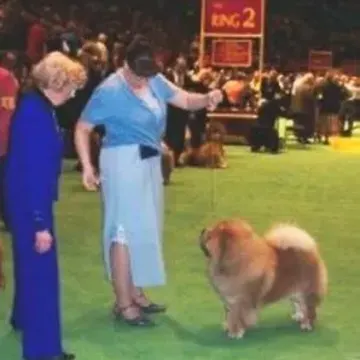 Amy presenting a Chow Chow to the judge at Westminster